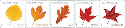 Postcard Rate Stamps 2025 Autumn Leaves – Nature Series, First-Class Rate